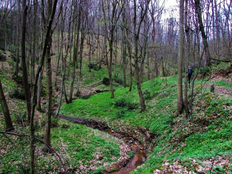 Brvnara Vrsac Villa Exteriör bild